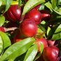 PLUOT / PLUMCOT Fruit Tree Healthy Plum Apricot Trees Natural Plant Home Garden