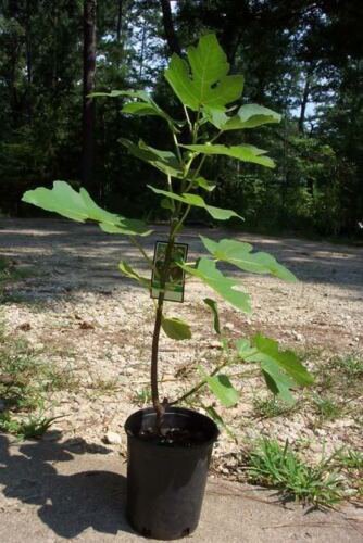 Celeste Fig 1'-3' Tree Healthy Garden Plants Live Plant Sweet Figs Trees Fresh