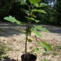 Celeste Fig 1'-3' Tree Healthy Garden Plants Live Plant Sweet Figs Trees Fresh
