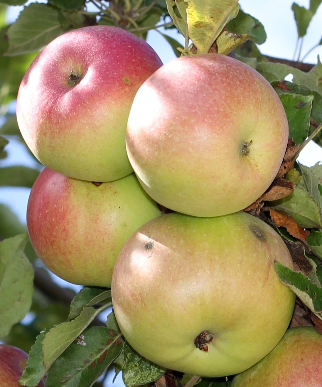 McIntosh Apple Fruit 5 GAL Tree Live Trees Plant Fresh Sweet Juicy Apples