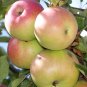 McIntosh Apple Fruit 5 GAL Tree Live Trees Plant Fresh Sweet Juicy Apples