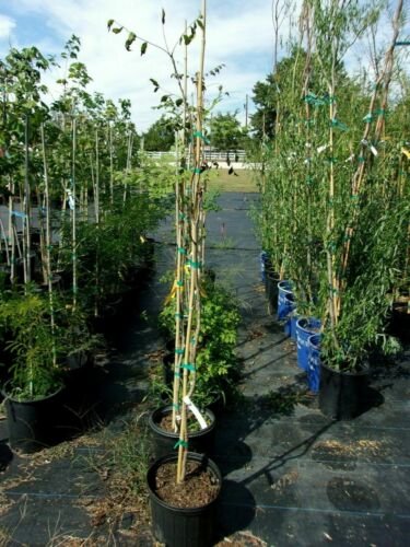 Golden Rain 4'-6' Tree Live Flowering Shade Trees Landscape Beautiful Flowers