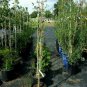 Golden Rain 4'-6' Tree Live Flowering Shade Trees Landscape Beautiful Flowers