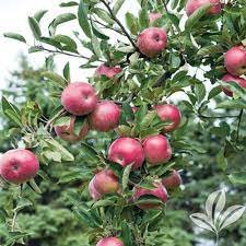 MOLLIES DELICIOUS APPLE 4-6 FT TREE PLANT SWEET JUICY APPLES FRUIT TREES PLANTS