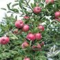 MOLLIES DELICIOUS APPLE 4-6 FT TREE PLANT SWEET JUICY APPLES FRUIT TREES PLANTS