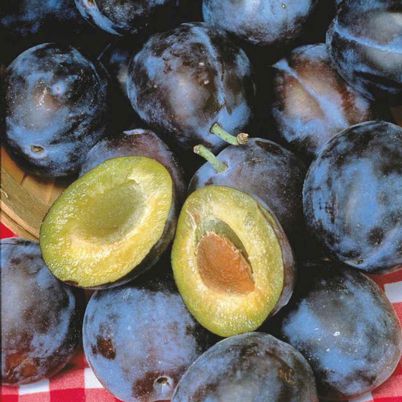 4'-6' STANLEY PLUM Fruit Tree Plant New Healthy Plums Trees Home Garden Plants