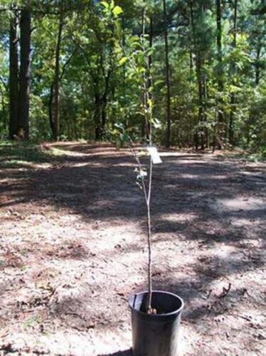 GRANNY SMITH APPLE 4'-6' Fruit Tree Live Trees Grow Juicy Green Apples Orchard