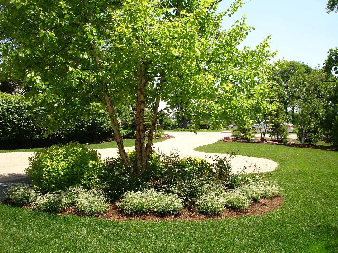 River Birch Tree 4-6 FT Live Healthy Trees Home Plant Landscape Garden Plants