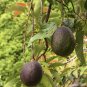 AVOCADO HASS SEEDLING (PERSEA AMERICANA) TROPICAL FRUIT TREE 12"-24"