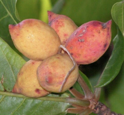 Almond tropical live Nut Tree Soft Shell Almond