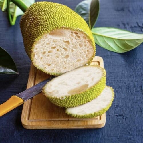 BREADFRUIT (Artocarpus altilis) Tropical Fruit Live Tree 12&acirc;��-24&acirc;��