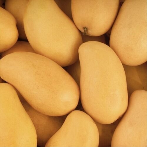 Mango Ataulfo ( Manglifera ) live Tropical Fruit Tree 12&acirc;��-24&acirc;��