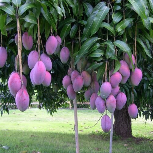 Mango palmer (Mangifera) live Tropical Fruit Tree 12&acirc;��-24&acirc;��