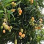 Mango (Mangifera) live Tropical Fruit Tree 12”-24”