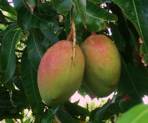 Mango (Mangifera) live Tropical Fruit Tree 12&acirc;��-24&acirc;��