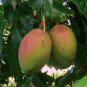 Mango (Mangifera) live Tropical Fruit Tree 12”-24”