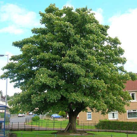 SYCAMORE 4-6 FT Tree Plant Large Easy To Grow Shade Trees Plants