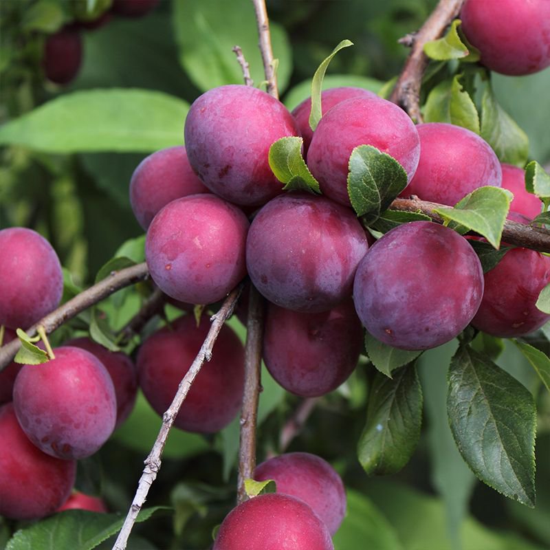 MORRIS PLUM 4-6 F Fruit Tree Plums Plant Plums Trees Ship to all 50 States USA