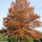 PIN OAK 4-6 FT TREE Live Healthy Shade Trees Plants Shipped To All 50 States USA