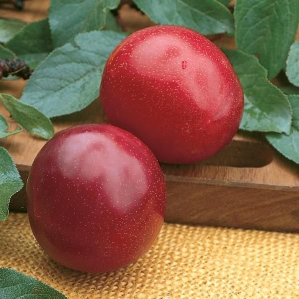 SANTA ROSA PLUM 4-6 FT TREE PLANT SWEET JUICY PLUMS FRUIT TREES PLANTS