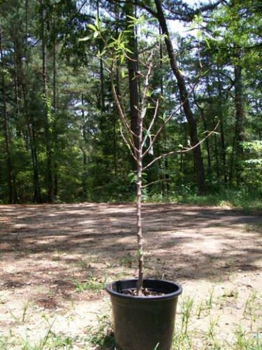 Hall's Hardy Almond Nut Tree Live Healthy 4-6 FT Trees Home Grown Almonds Plants