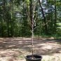 Hall's Hardy Almond Nut Tree Live Healthy 4-6 FT Trees Home Grown Almonds Plants