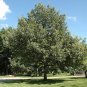 Chinquapin Oak Tree 4'-6' Healthy Live Shade Trees Plants Home Landscape Plant