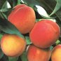 BELLE OF GEORGIA PEACH 5'-6' TALL Fruit Tree Plant Live Trees Grow Sweet Peaches