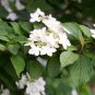 Japanese Snowball Tree Healthy Home Garden Plants Landscape Trees Plant Flower