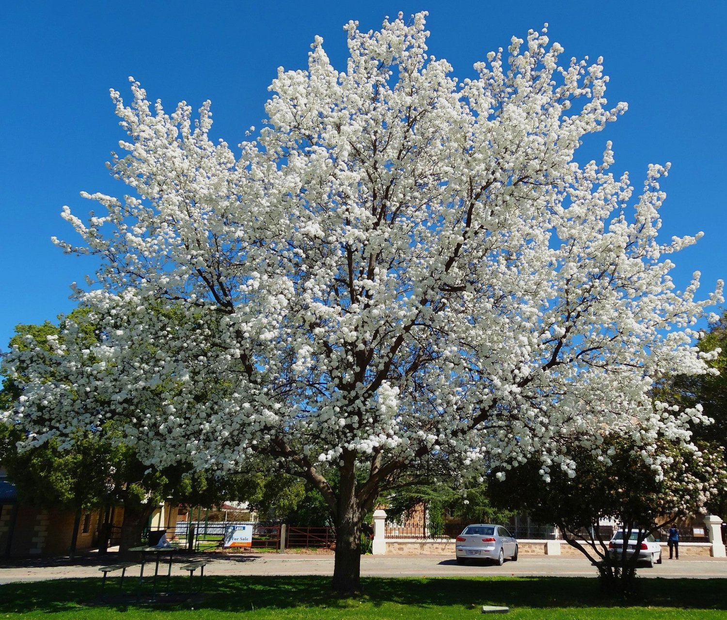 Redspire Flowering Pear Tree Home Garden Plants Landscape Trees Plant Flower