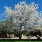 Redspire Flowering Pear Tree Home Garden Plants Landscape Trees Plant Flower