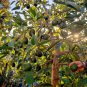 AVOCADO SEEDLING (PERSEA AMERICANA) LIVE FRUIT TREE 12”-24”