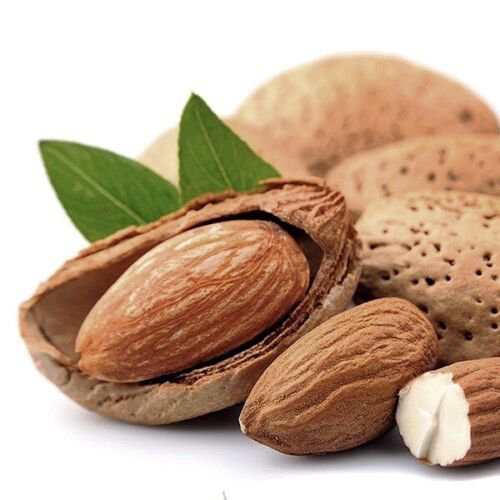 Almond tropical Fruit Tree Nut Mollar de Tarragona Varieties Hard Shell