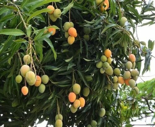 Mango (Mangifera) live Tropical Fruit Tree 12&acirc;��-24&acirc;��