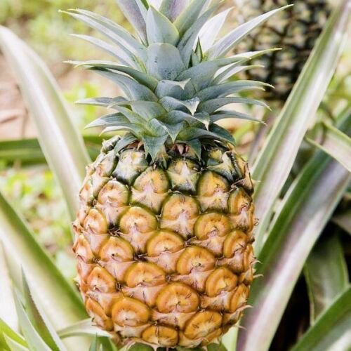 Pinapple (Ananas comosus) tropical fruit live plant