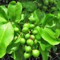 Mamoncillo / quenepa spanish lime ( Meliccocus Bijugatu ) Live Fruit Tree 8”-16”