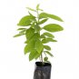 AVOCADO SEMIL34 SEEDLING (PERSEA AMERICANA) LIVE FRUIT TREE 12”-24”