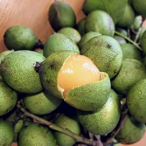 SPANISH LIME / Maran&Atilde;&plusmn;on (MELICOCCUS BIJUGATU) LIVE FRUIT TREE 10"-18"