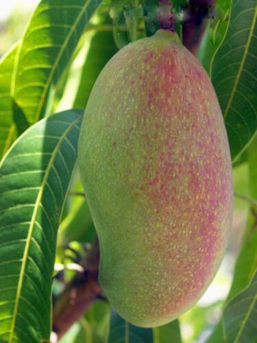Mango keiit (MANGIFERA) live Tropical Fruit Tree 12&acirc;��-24&acirc;��