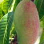 Mango keiit (MANGIFERA) live Tropical Fruit Tree 12”-24”