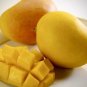 Mango Kensington (Mangifera) live Tropical Fruit Tree 12”-24”