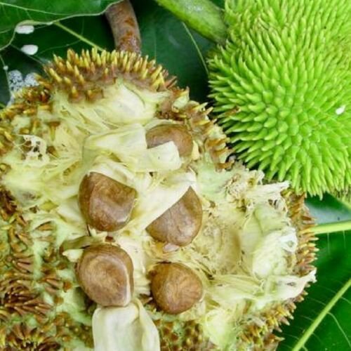 Breadfruit (Artocarpus altilis) tropical live fruit tree 24&acirc;��-36&acirc;��
