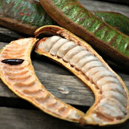 Ice Cream Bean Tree (inga edulis) Guama tropical exotic fruit tree 12&acirc;��-24&acirc;��
