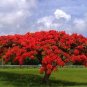 Flame tree Flamboyant (Royal Poinciana / delonix regia) exotic tree 8”-16”