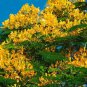 Yellow flamboyant (Delonix Regia Flavida ) most wanted golden tree 1’-2’