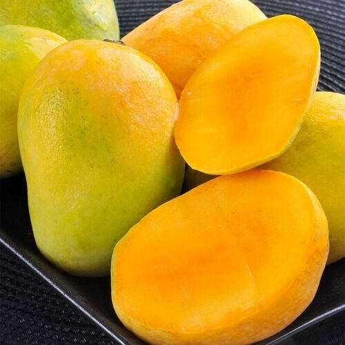 Mango Southern ( Manglifera) live Tropical Fruit Tree 12&acirc;��-24&acirc;��