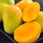 Mango Southern ( Manglifera) live Tropical Fruit Tree 12”-24”