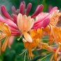 LONICERA 'GOLDFLAME'- HONEYSUCKLE VINE- FRAGRANT-PLANT- APPROX 7-10 INCH-DORMANT