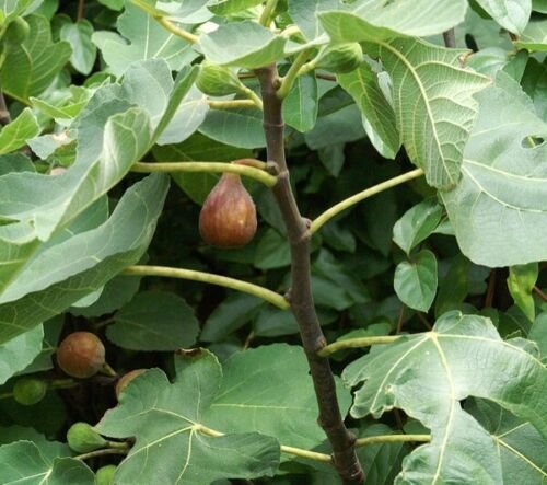 FICUS CARICA 'CELESTE' - FIG STARTER PLANT - APPROX 6-8 INCH - DORMANT/LEAFLESS