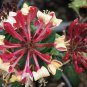 LONICERA 'PEACHES AND CREAM'-HONEYSUCKLE VINE- PLANT-6-10 INCH-CUT BACK -DORMANT